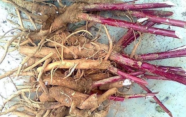 俗名见肿消整株有剧毒却有人充作人参贩卖很可耻