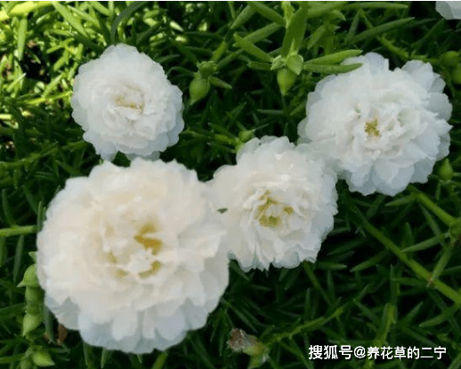 爱上养花那就试试花中精品白重楼洁白如玉冰清玉洁