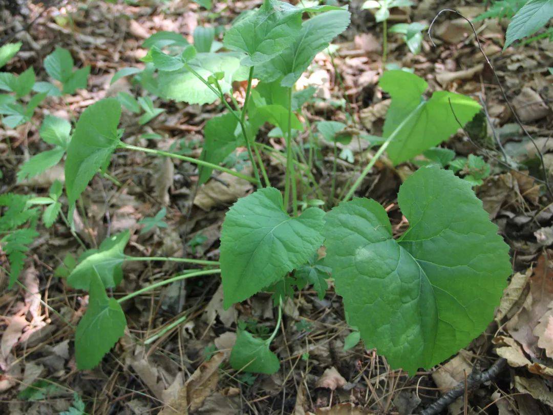 这野菜自带辛辣味,俗称大耳毛,用来包饺子很美味,还能祛风活血