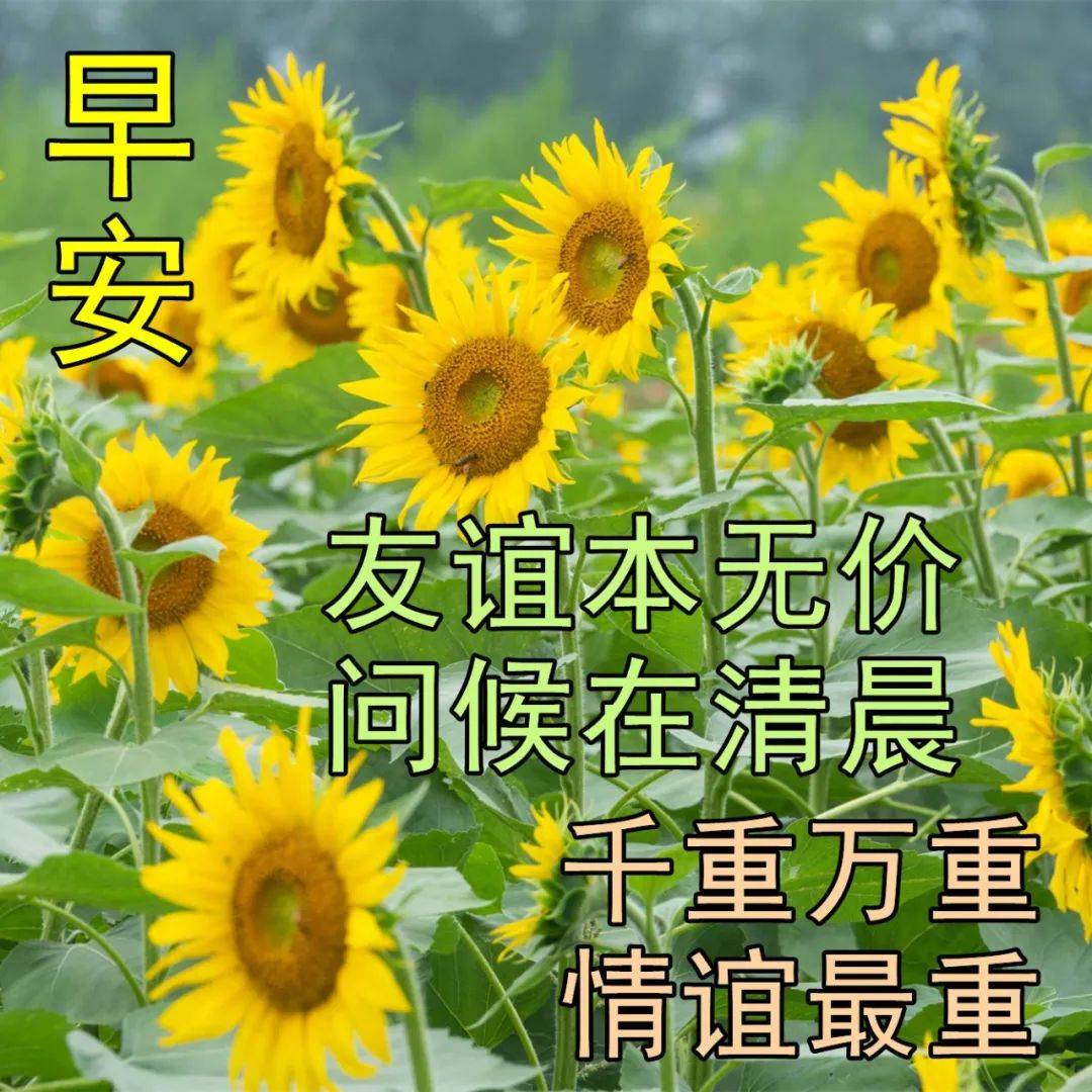 原创早上好问候祝福动态表情最新早安问候语动态图片表情