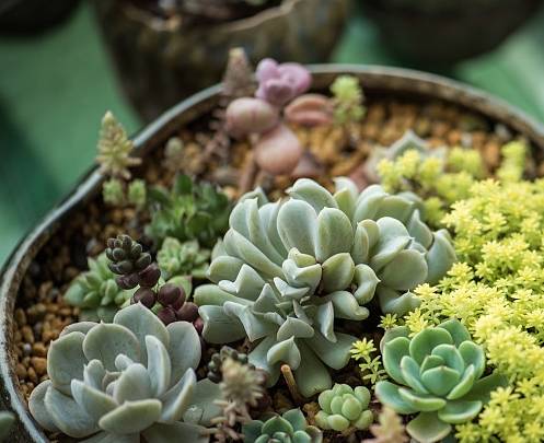 多肉植物 被划入食谱 菜市场都有 味道很特别 家人吃上瘾了 食用 进行 胡萝卜