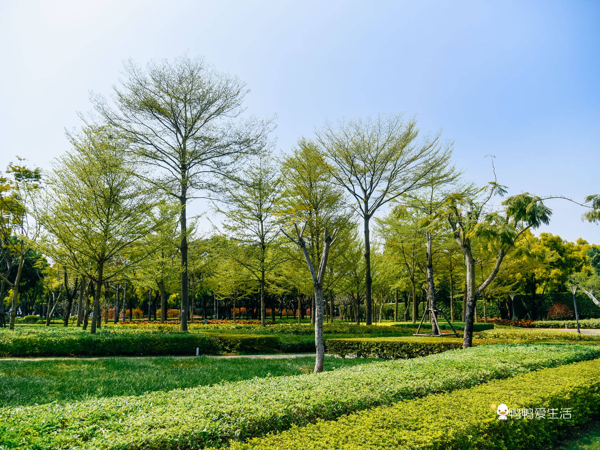 原创厦门海湾公园睡莲盛开山坡蓝天都是你的背景浪漫唯美如画一般