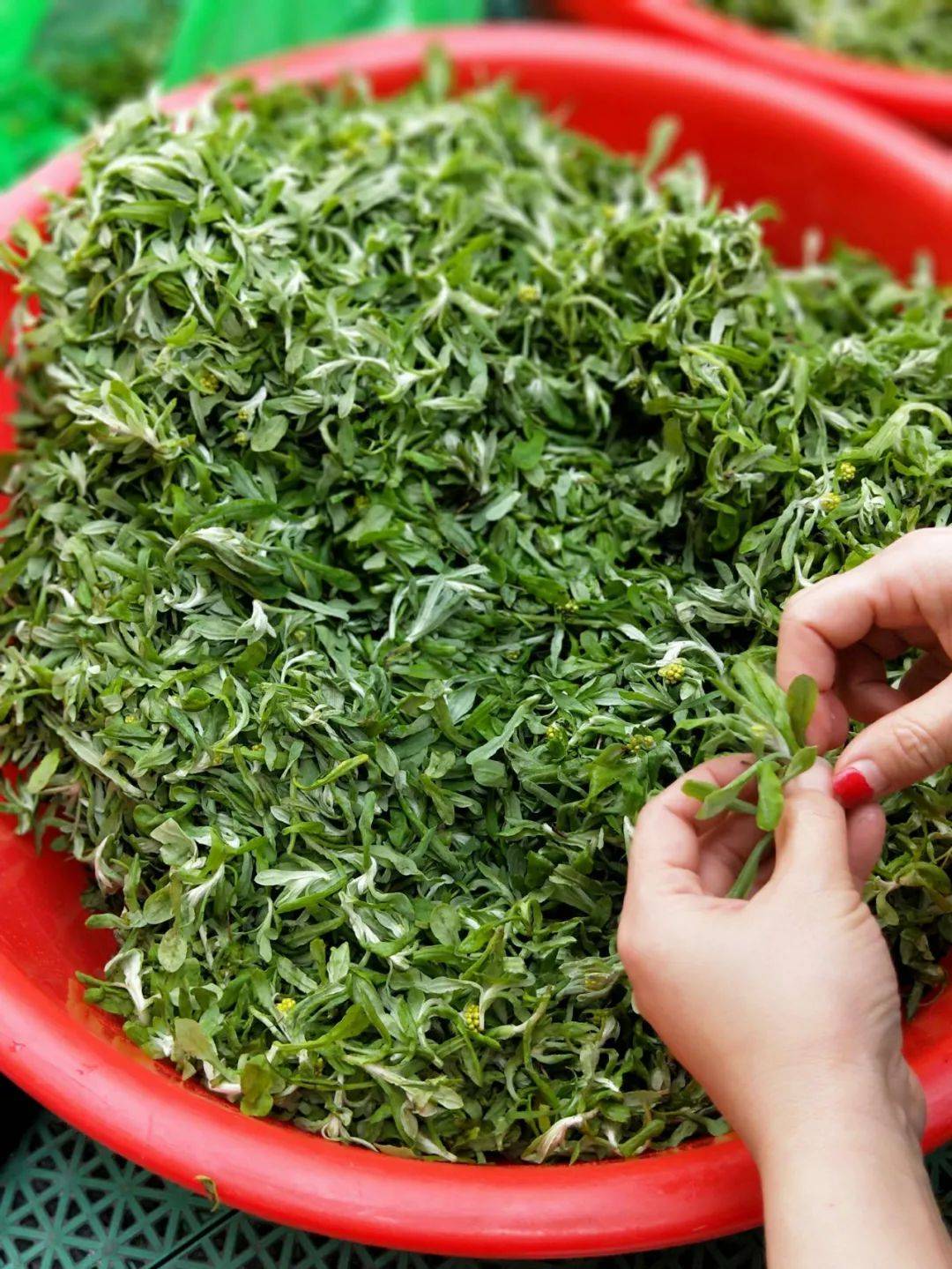 农村这种黄花野菜春季记得采摘食用超2千年做成青团是一绝