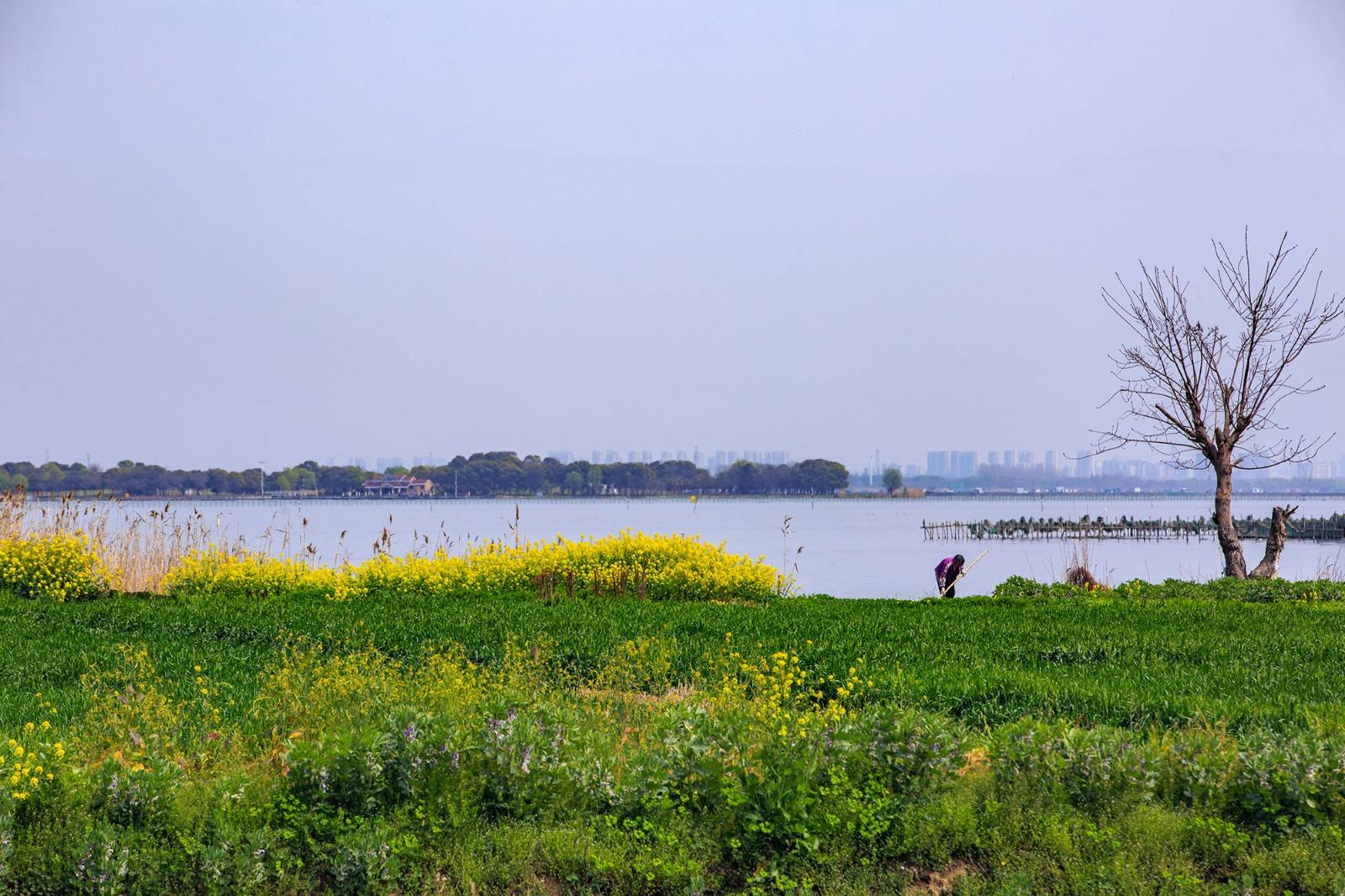 云游"美人腿",阳澄湖上菜花黄_油菜花_中岛_莲花