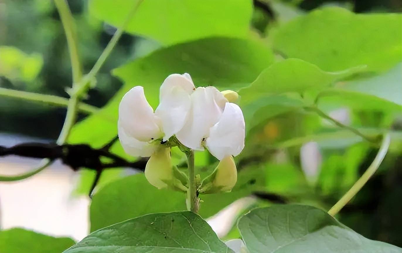 补肾健脾最有效,每天吃一点,湿气,大肚腩去无踪_扁豆_脾胃_功效