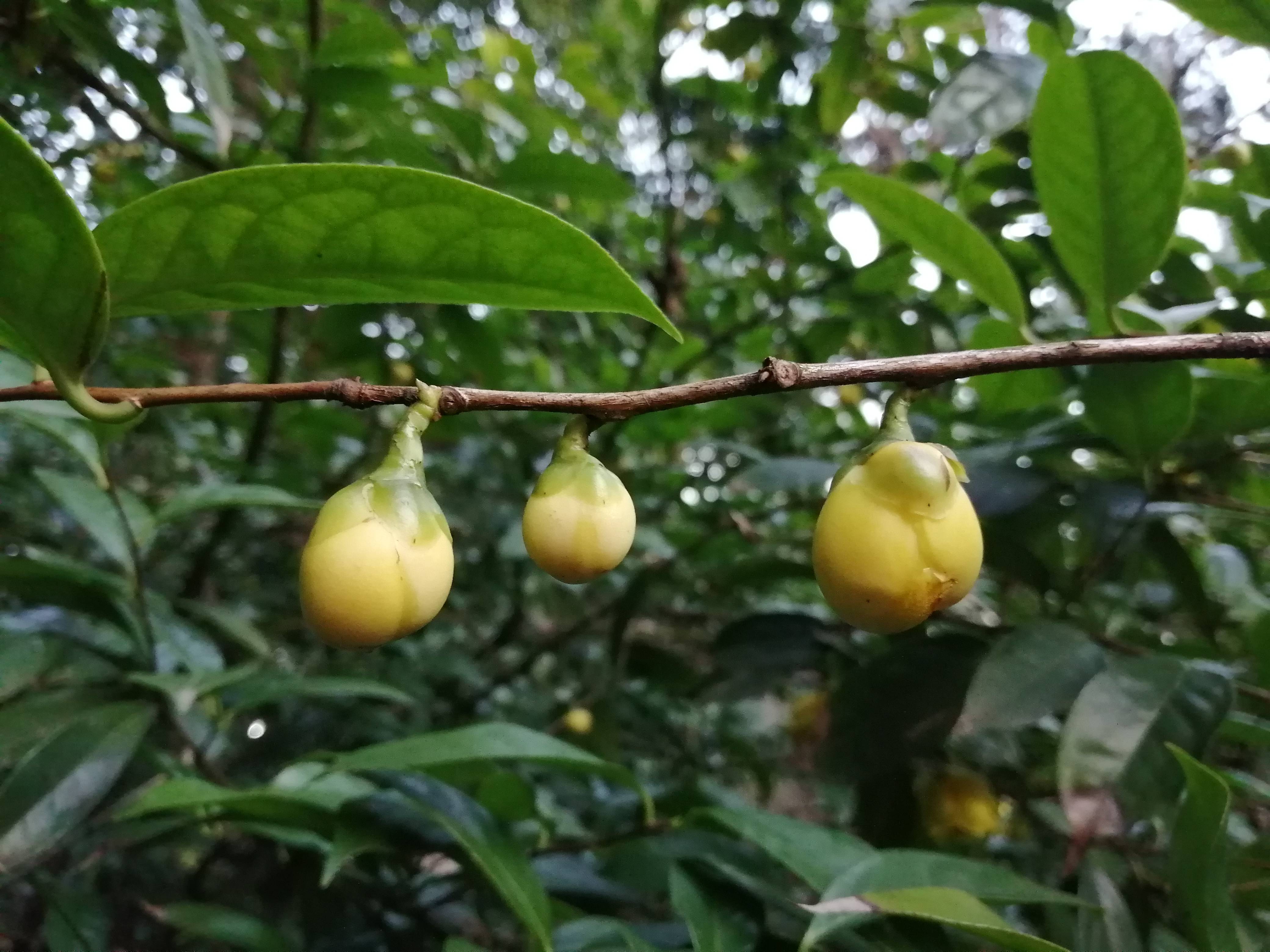 哇这种中东金花茶开着金黄色的花朵好美啊