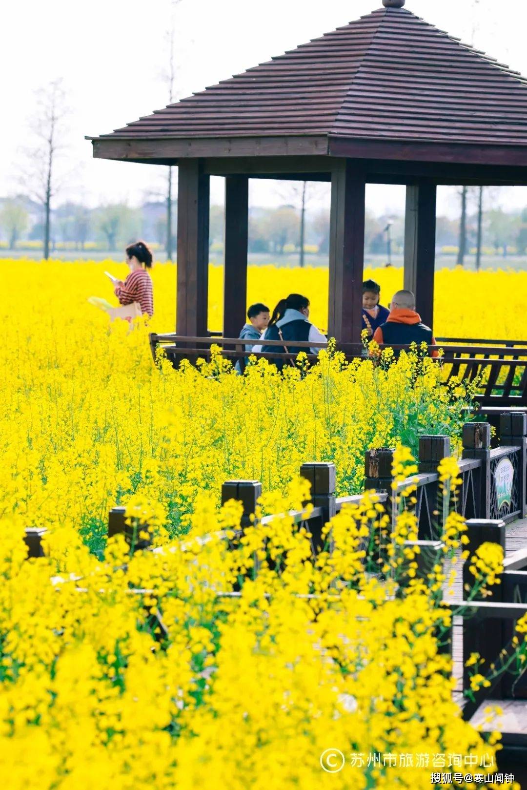 苏州新晋"网红"打卡地_油菜花_阳澄湖_林渡