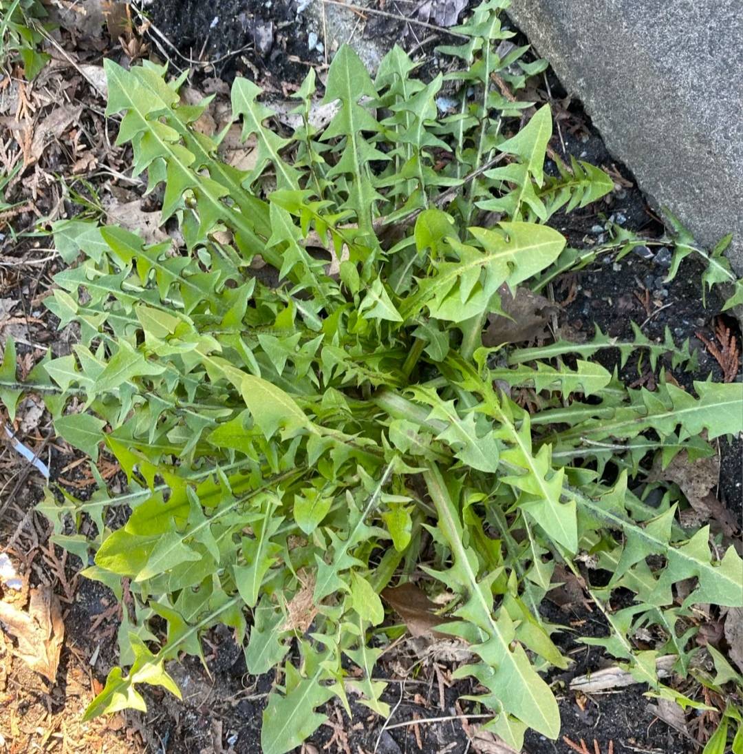 原创9种常见野菜的好处与吃法作用一个比一个大味道一个比一个鲜你吃