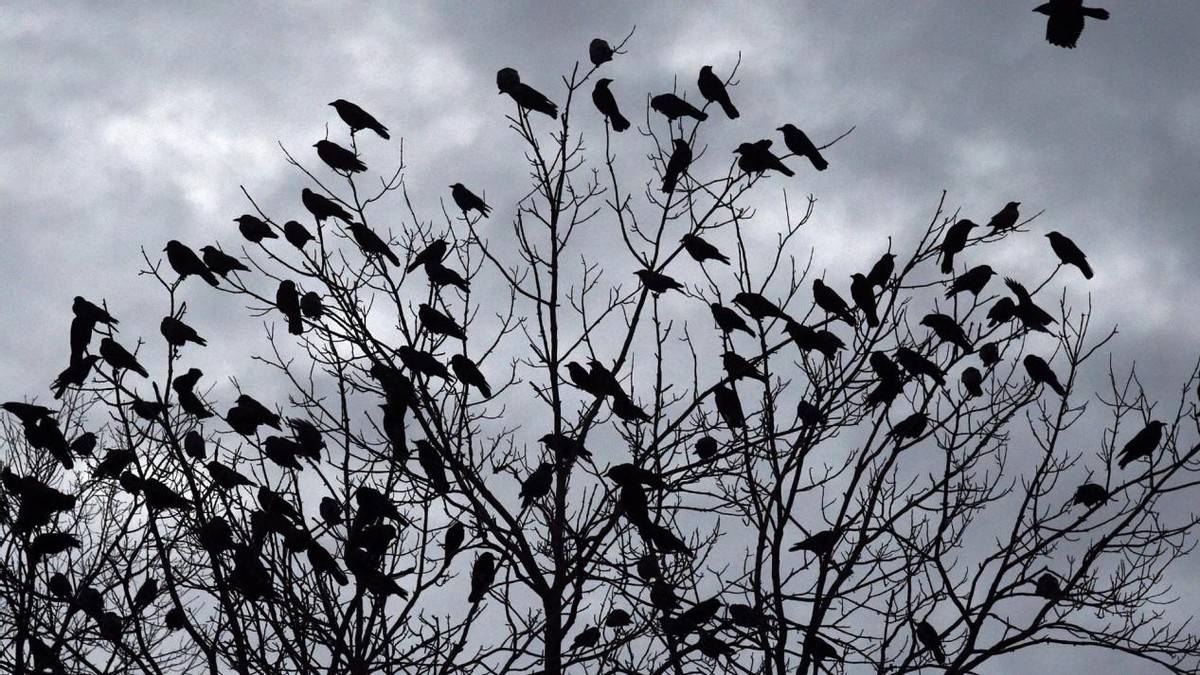 原创乌鸦发现同伴死去后开追悼会总结死因吸取教训真有这么聪明