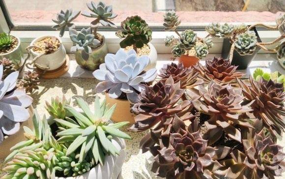 养花招虫子 莫信 歪门邪道 直接上 药剂 杀虫效果好 花土 病虫害 害虫