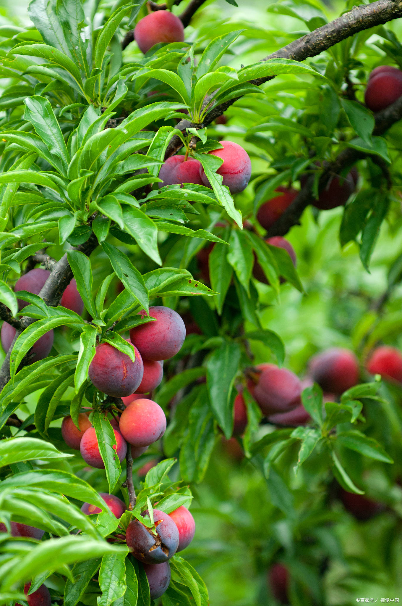 桃李甲天下李子苗基地分享李子树是自花授粉吗