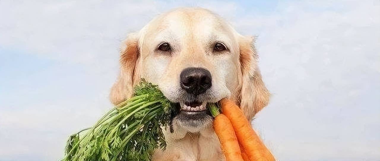 是否会危害其健康?科学家给出答案_宠物_动物_林赛布伦