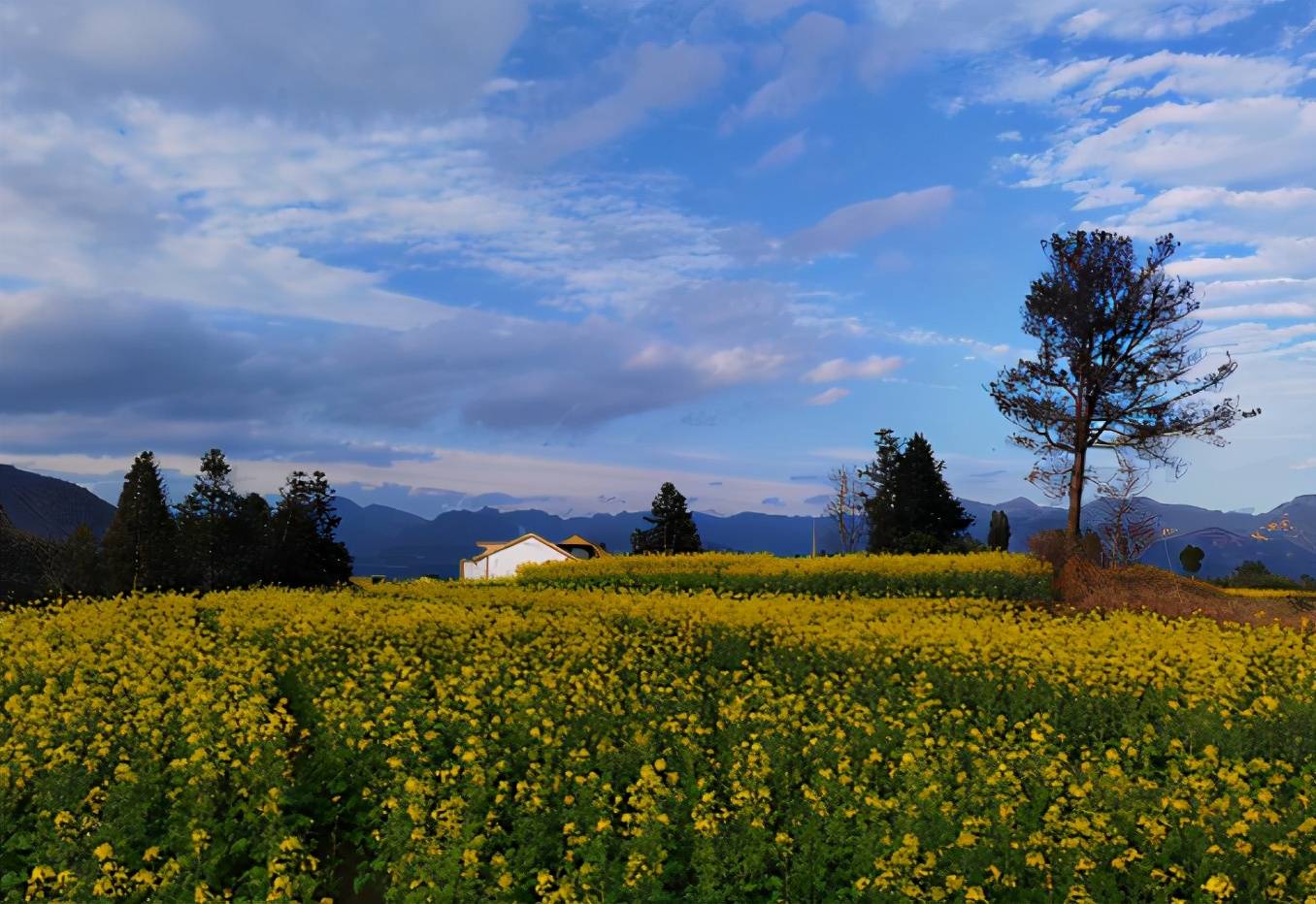 春季裡的油菜花總是一副引人入勝的美麗圖景,茗岙鄉的油菜花,其核心