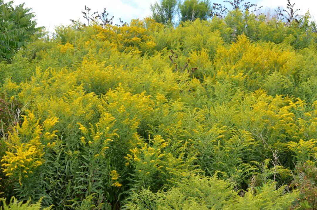 原创若是见到这种黄花野草请及时铲除单株可产种10万粒危害极大