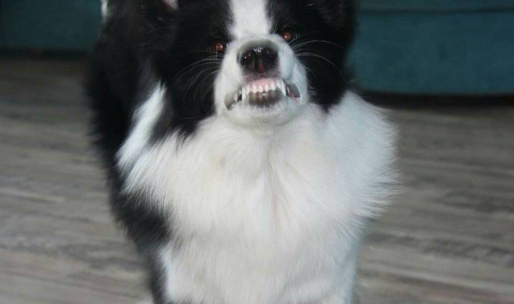 原创狗狗为何突然对你龇牙八成是你触碰到它的底线狗急了真的咬人