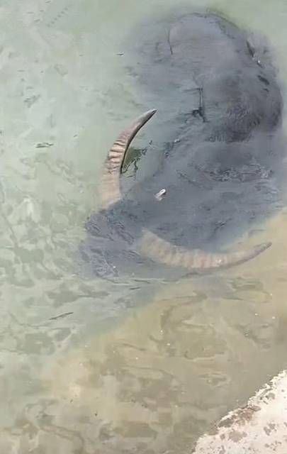 男子第一次见牛泡在水里,牛主人露出鄙视眼神:城市娃,这叫水牛