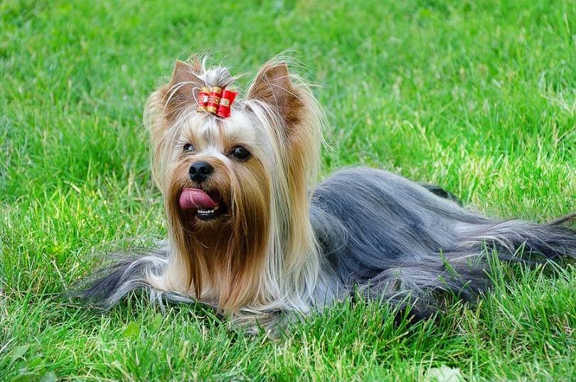 全世界公认最漂亮的狗，它的毛发柔滑如丝，宛若娇俏少女的秀发