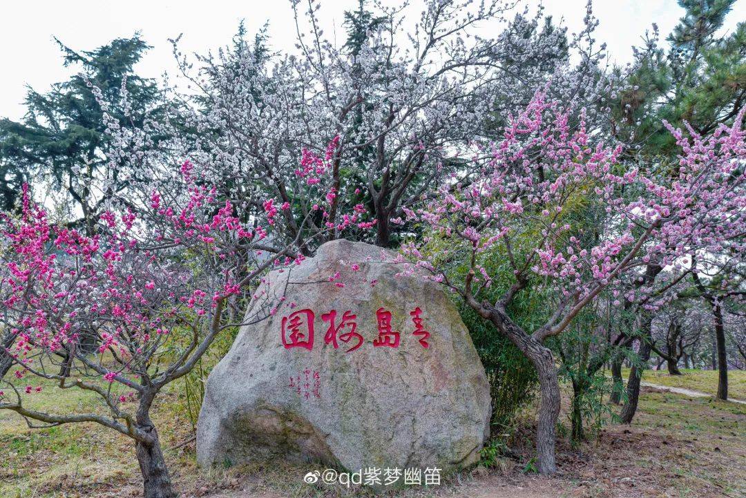 青岛_qd_梅花