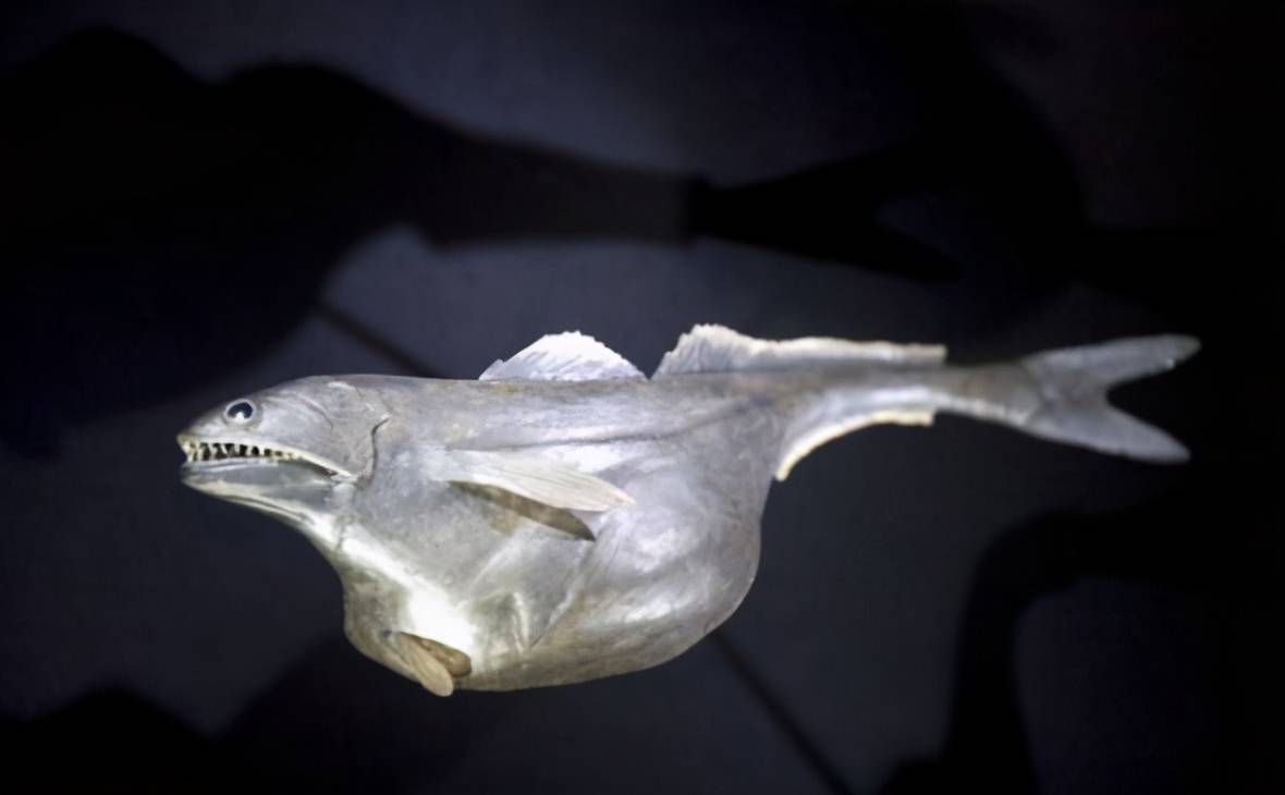 黑叉齿鱼深海恐怖吃货能吞下自身10倍体重的猎物且不被撑死