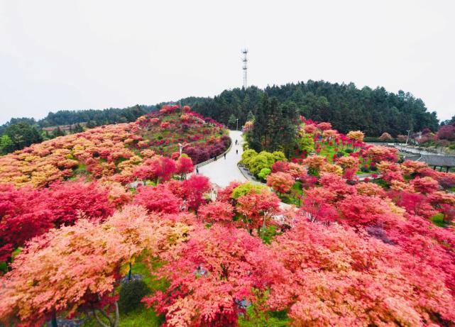 楓林成海春日別樣紅春遊好去處