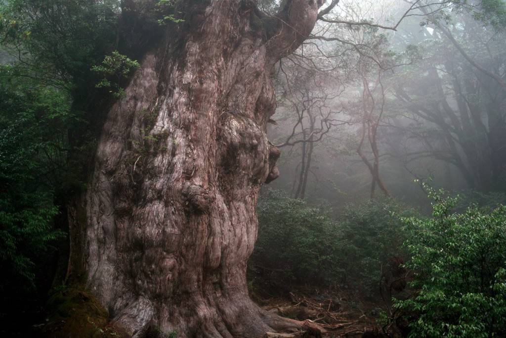 地球上最古老的十棵千年古树，有美国历史的数十倍，中国两棵上榜