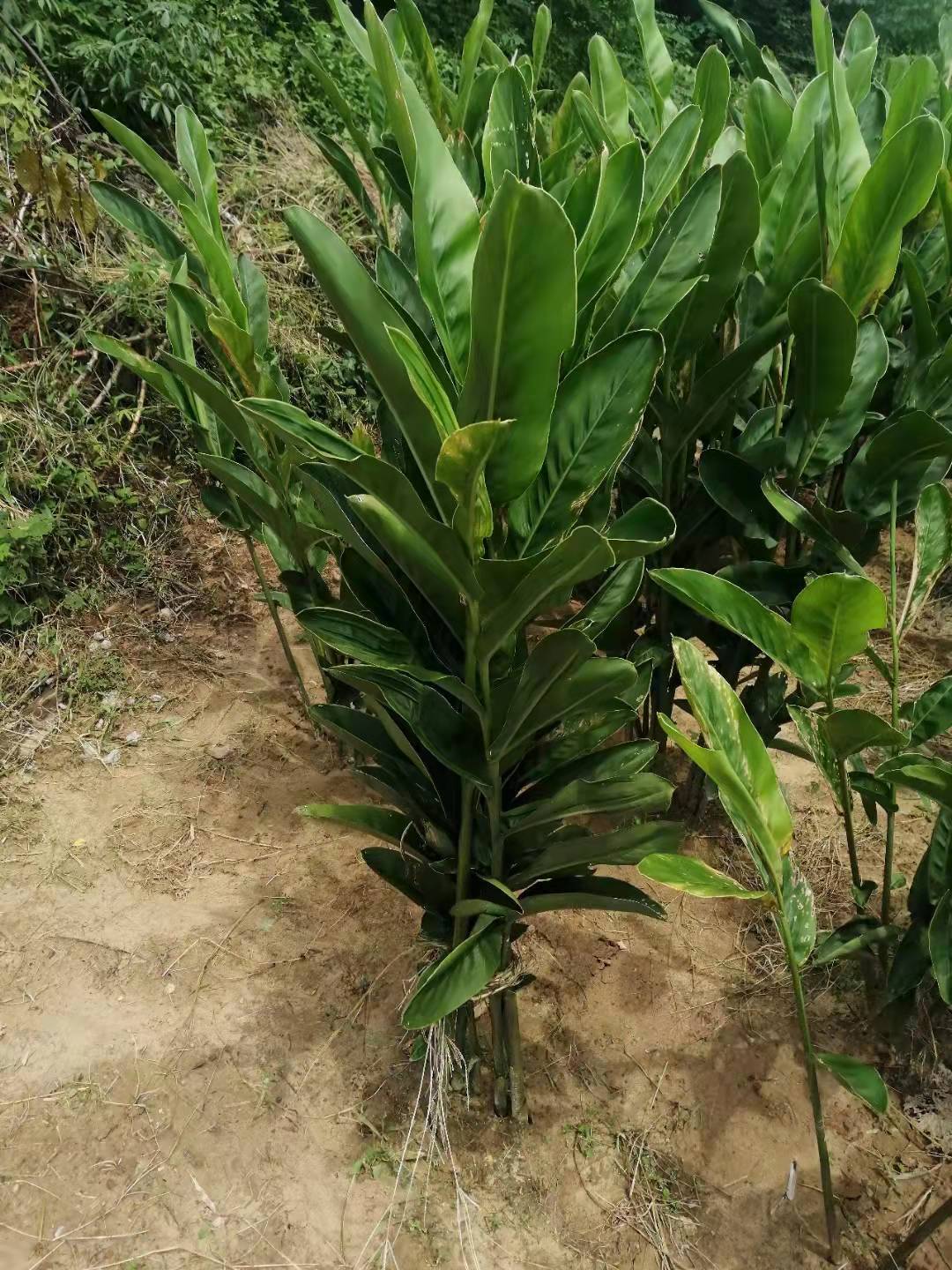 泰国南姜种植图片