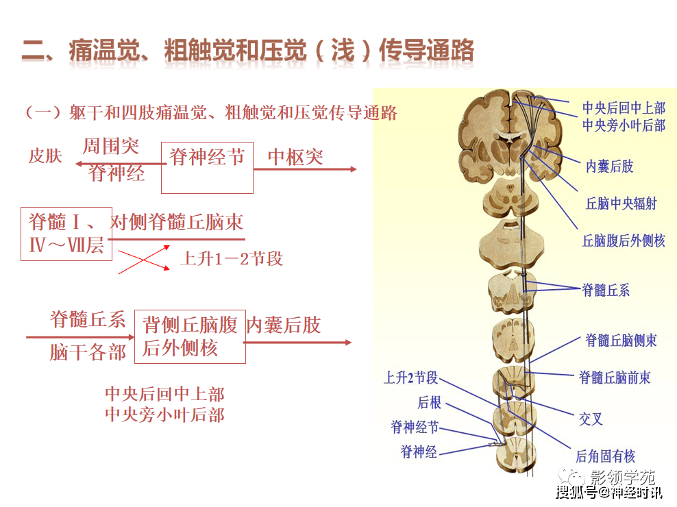 上行纤维束图片