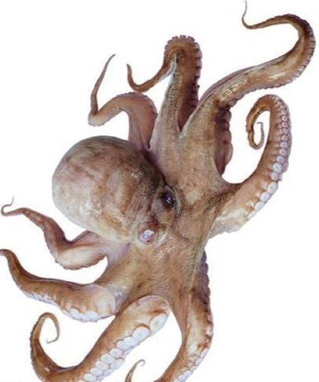 八爪鱼(章鱼),它有8条触手,又长又粗,头圆而大,有许多吸盘.