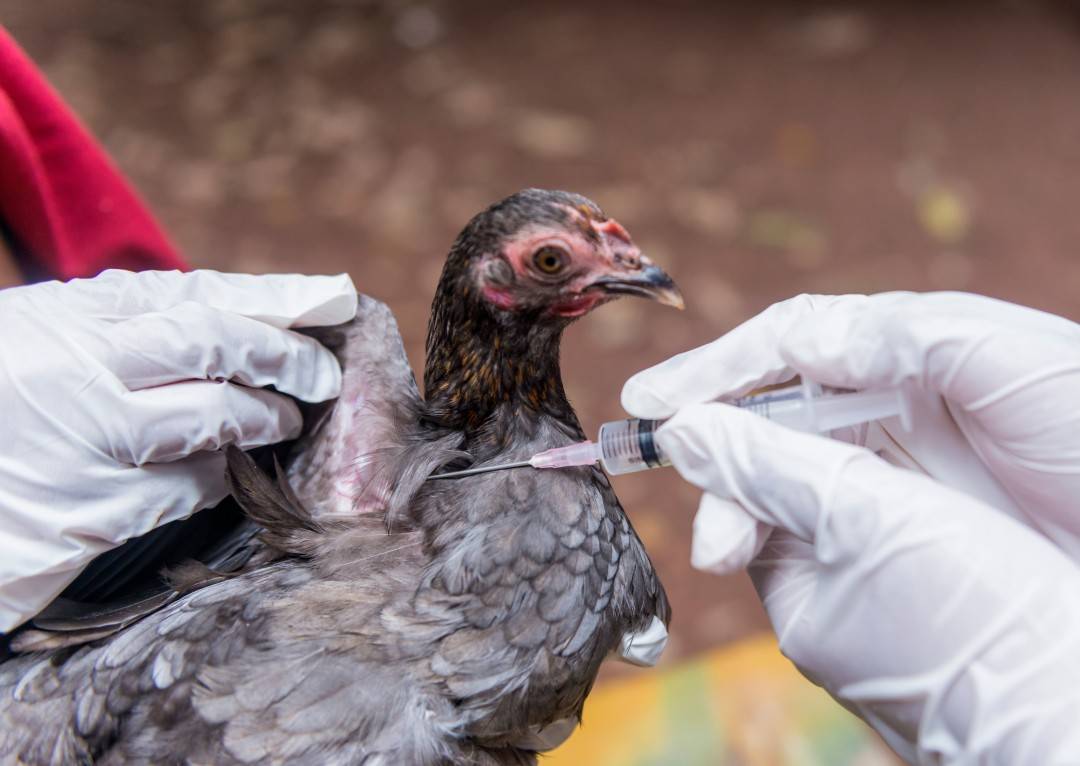 2000萬隻禽鳥死亡美國禽流感來勢洶洶通脹危機繼續惡化