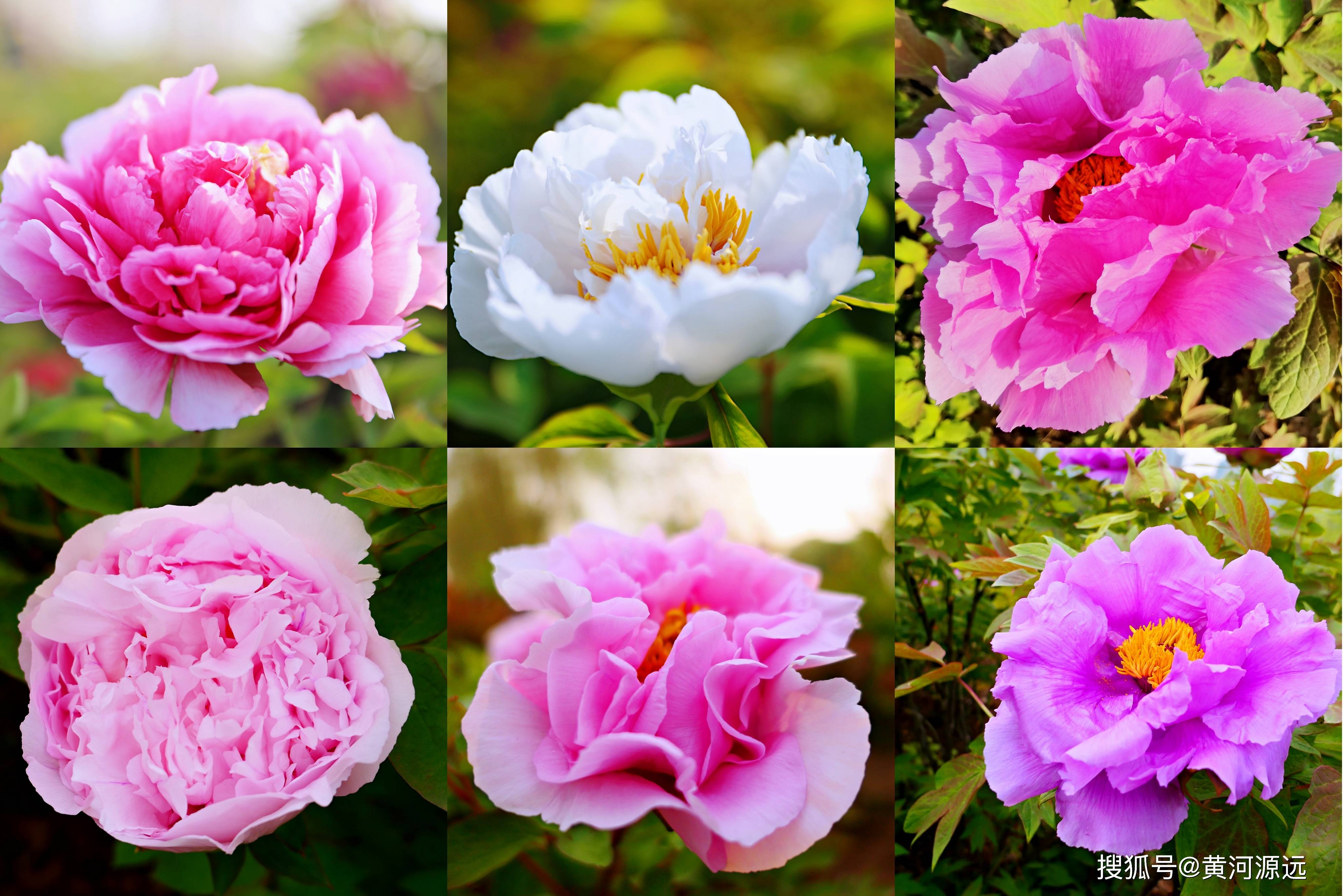 洛浦公園的牡丹之歌花好景美還有12花仙和幸福小屋免費看真好