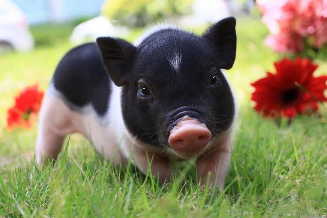 陆川猪纯正中国味