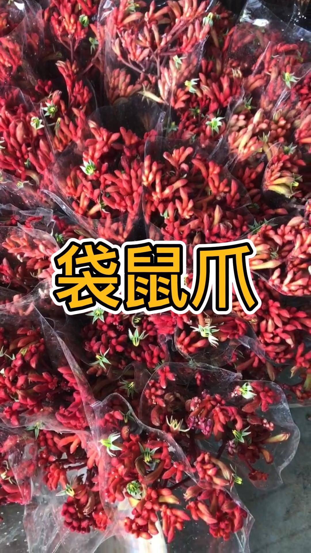 袋鼠爪一种很形象的花材