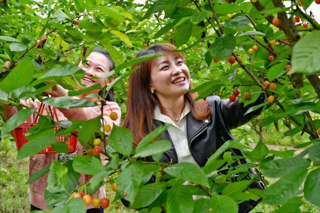 采摘路线路线一:高德地图导航"合川区双槐镇玛瑙红樱桃基地",从重庆