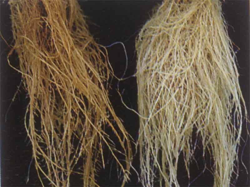 九大伤根行为赶紧自查根系受损都是这样来的