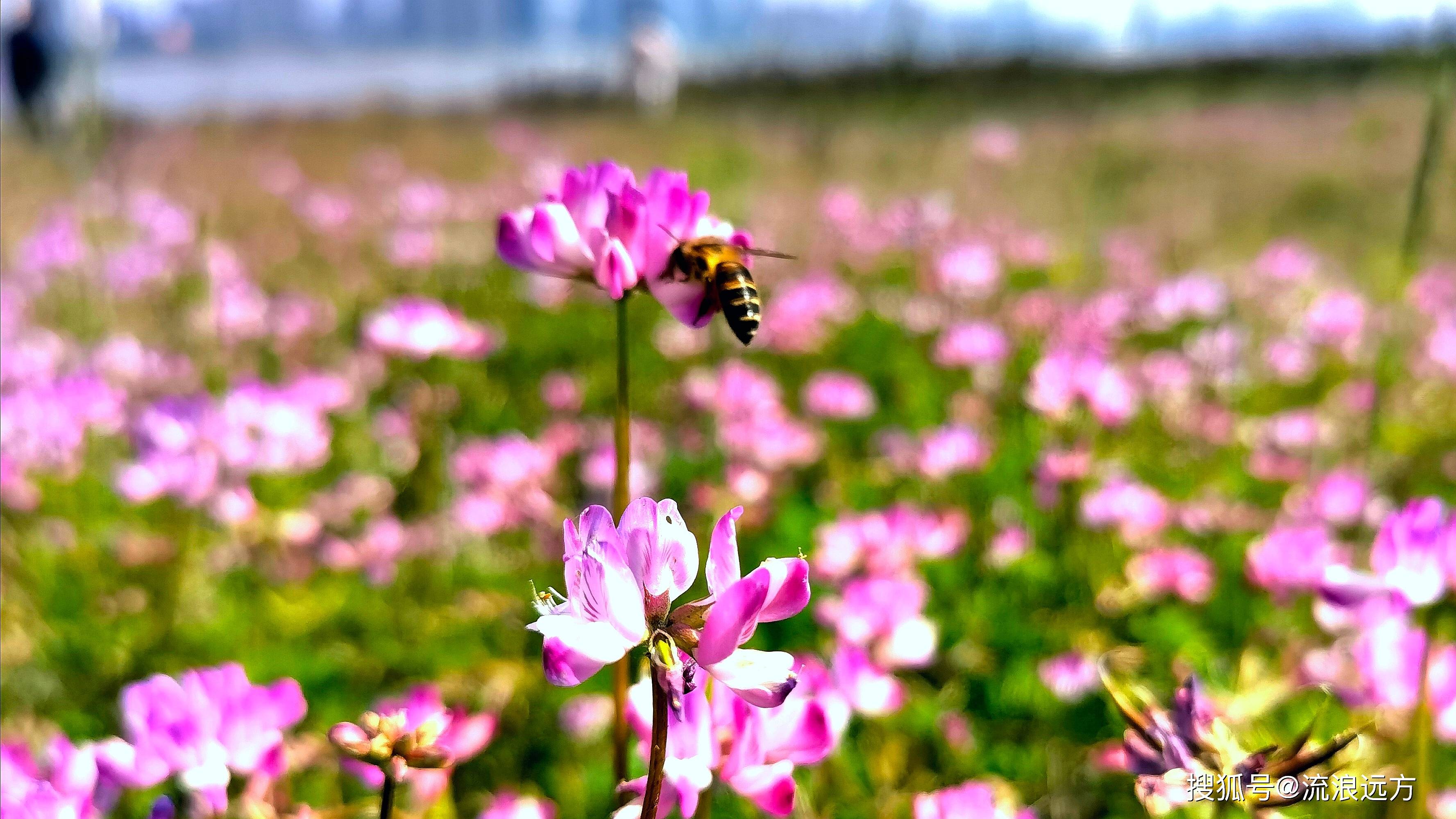 春天是赏花的季节 赣江边遇见好风景 疫情 于春 远方