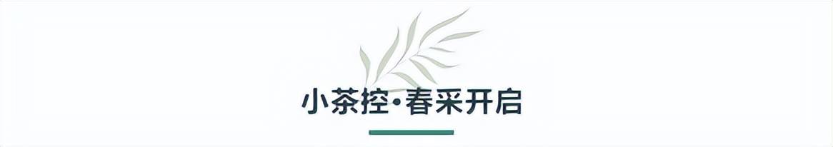 022·小茶控单株开采日~