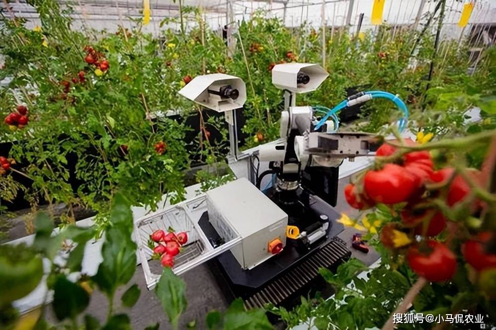 "采摘机器人"自动行走识嫩芽,浙江341亩茶园试推广,智慧农业_茶叶