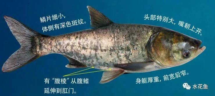 养殖水体的清洁工 清道夫:理解和认识花白鲢与鲢鳙鱼_鲢鱼_食性_草鱼