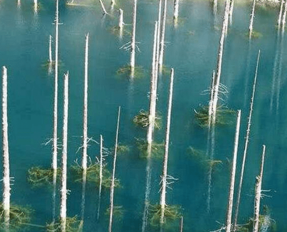 世界上最神奇的树木，“树叶”倒着长在湖面下，水下奇观吸引众多游客