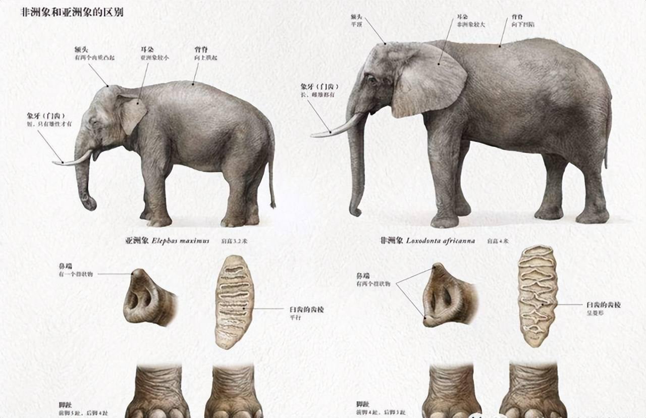大象的演变过程图片图片