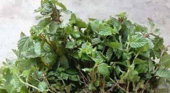 烧仙草的仙草是什么植物？