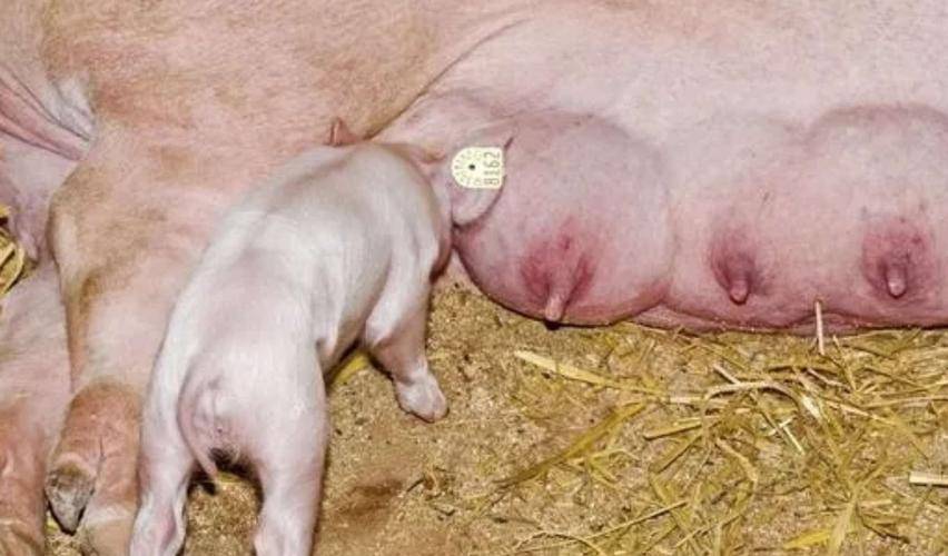母猪怀孕70天乳房图片