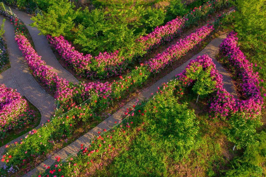 南充第四屆玫瑰花節即將震撼開園._迷宮_彩虹_江花