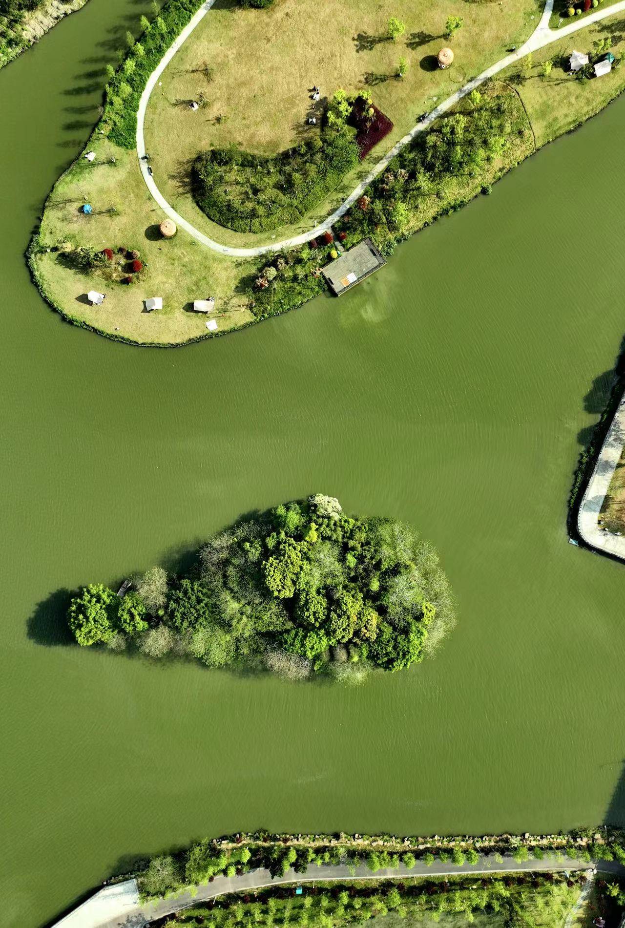 原创浙南的威尼斯三垟湿地有161座小岛和138座桥春天百花齐放