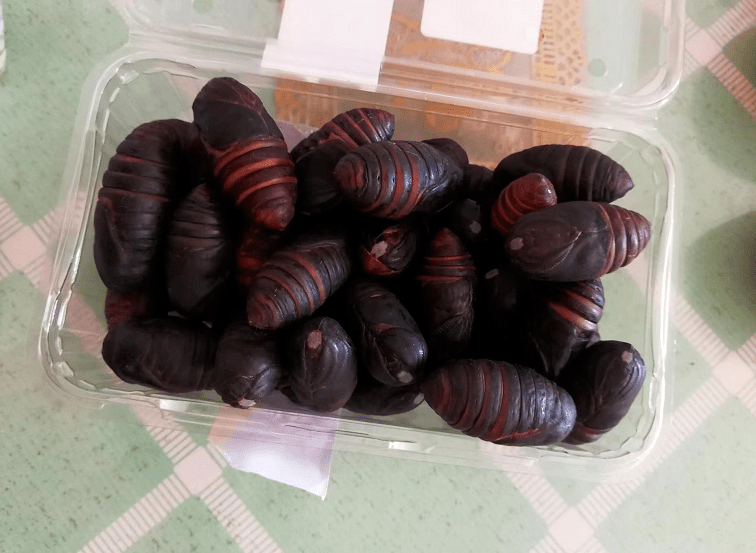 吃蚕蛹也能中毒?男子凌晨被送进急诊!_食用_建德市_昆虫