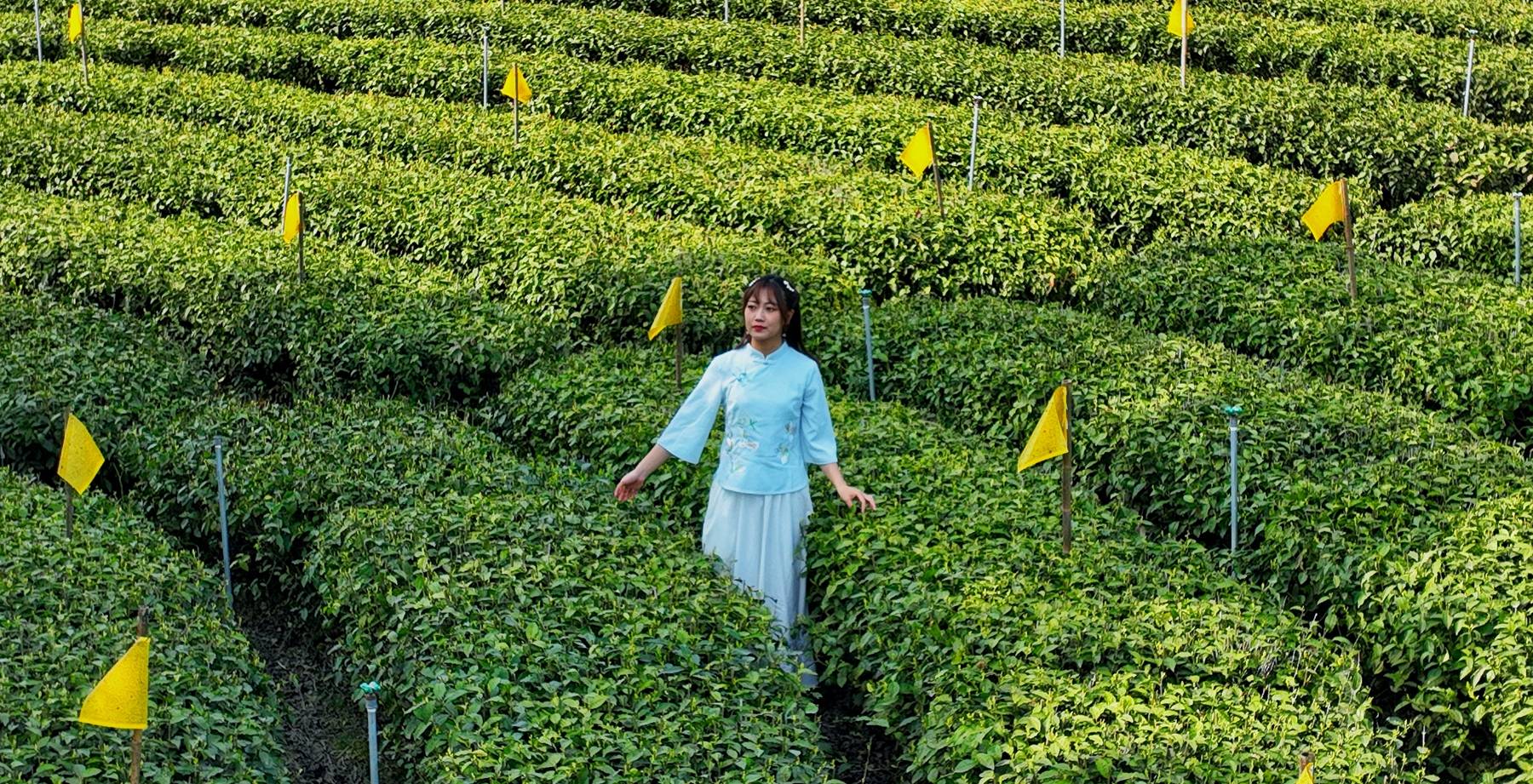 原创航拍特色黄茶之乡黄茶面积达41万亩风景靓丽犹如世外桃源