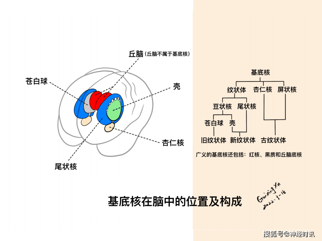 基底核与基底节区解剖与定位