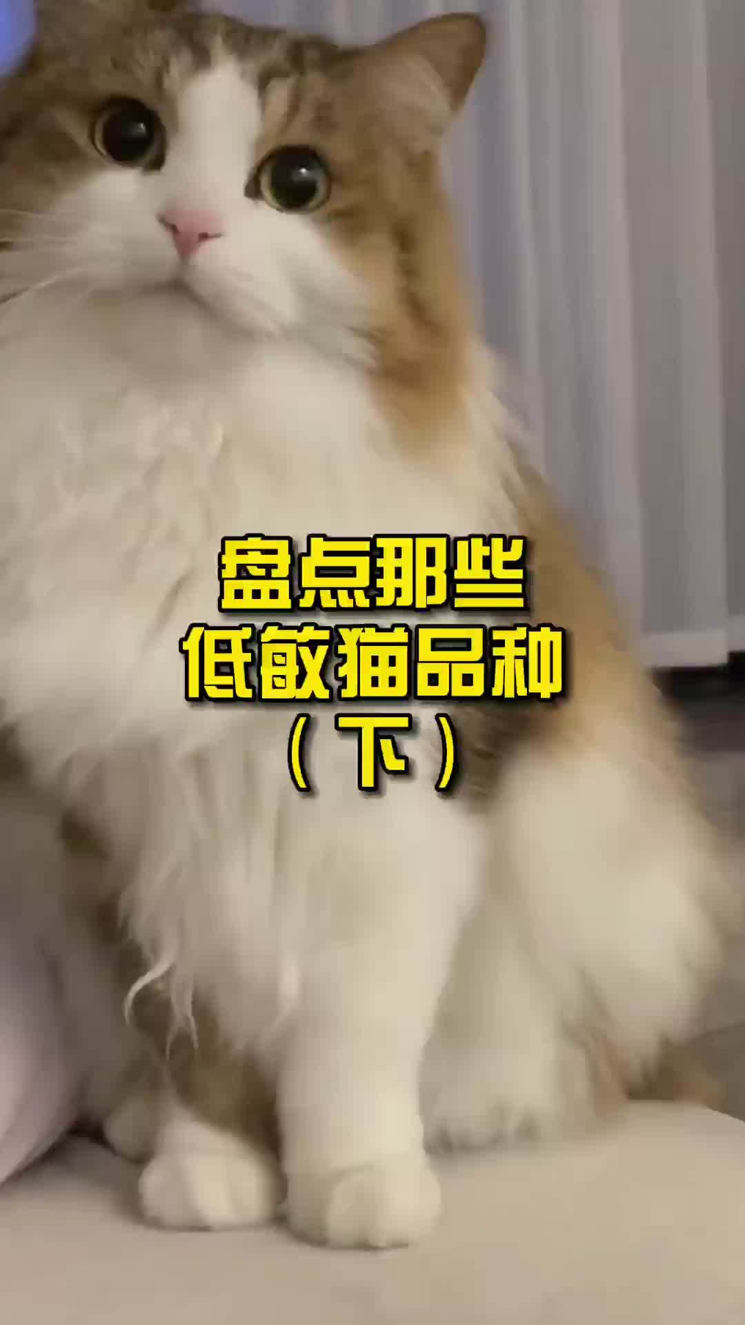 盘点那些低敏猫品种下