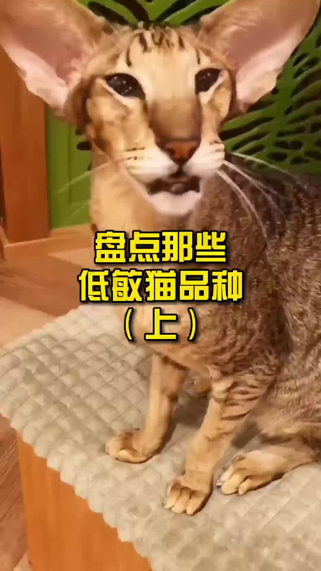 盘点那些低敏猫品种(上)_敏猫_盘点_品种