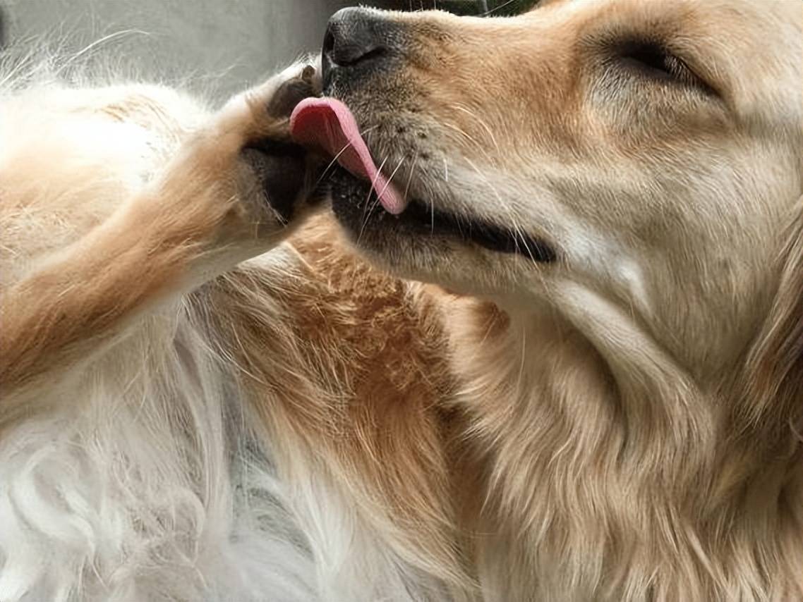 舔伤口是心理作用还是真的有效许多野生动物天生懂得这么做